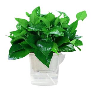 绿萝盆栽室内植物绿箩花卉吊兰大叶长藤新房家用水培绿植净化空气