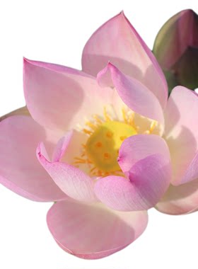 新品种《婉儿》微莲苑姜永慧微