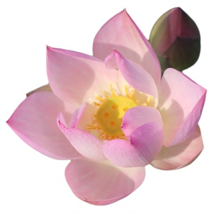 新品种《婉儿》姜永慧微莲苑种藕小苗露台家庭小盆栽荷花微型碗莲