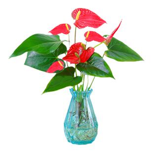 【带花发货】水培红掌室内水培土培盆栽一帆风顺四季陆续开花植物