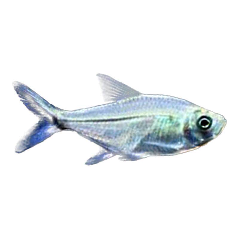 黑尾大勾群游鱼热带观赏鱼