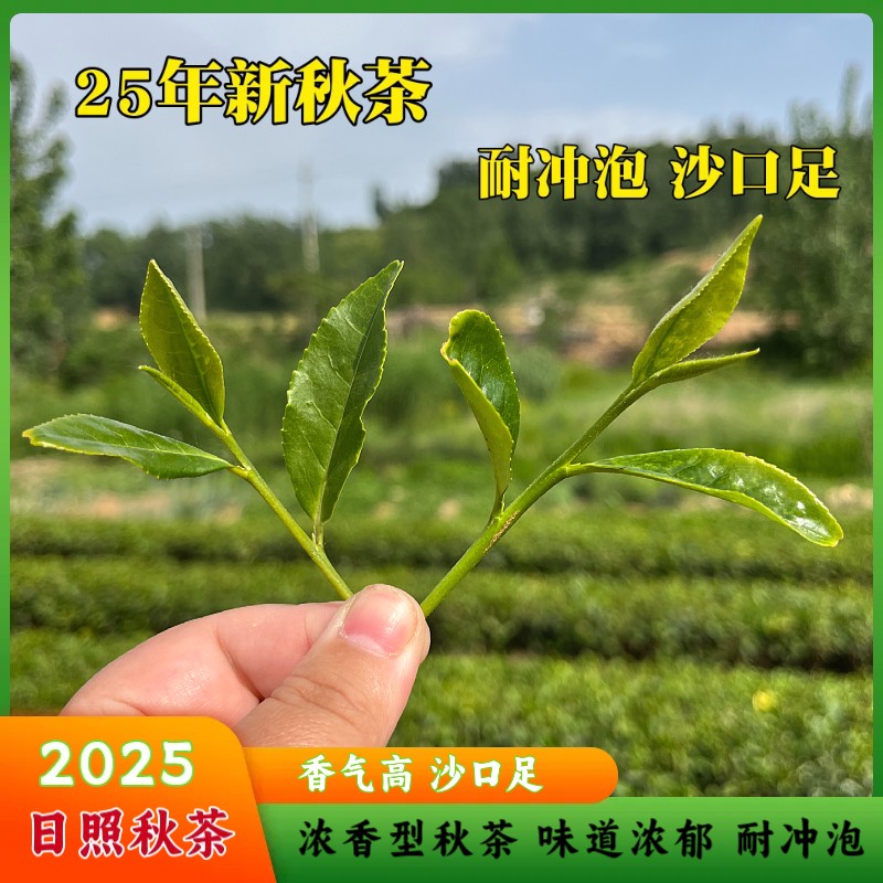昌邑丽丽26年日照绿茶春茶 味道浓郁 沙口足 耐冲泡 口粮茶
