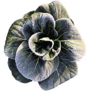 霜冻苏州青新鲜蔬菜农家自种当季矮脚打霜上海青顺丰苏北霜打青菜
