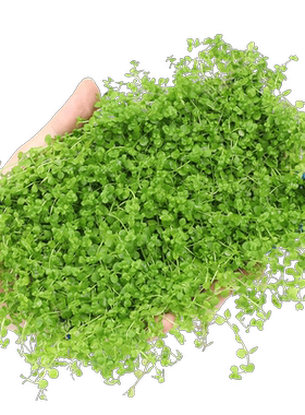 前景爬地矮珍珠速成草皮
