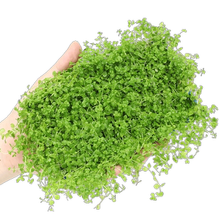 前景迷你趴地矮珍珠爬地鱼缸造景活体真水草懒人速成草皮植物草坪