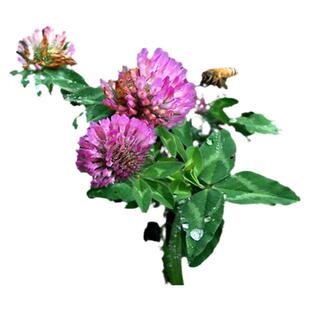 进口草坪种子暖季型草籽三叶酢浆草 红三叶草 白三叶草种子