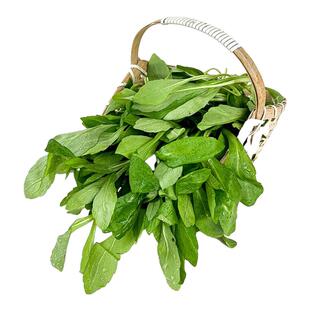 马兰头新鲜蔬菜春季应季蔬菜山坡菜鸡儿肠现采现发野生红梗马兰头