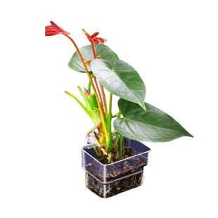 鱼缸水培植物篮家用水草种植杯壁挂式挺水植物定植篮鱼缸造景装饰