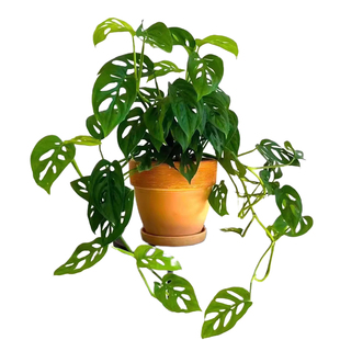 仙洞龟背竹盆栽长藤垂吊水培绿植物室内耐阴四季好养易活净化空气