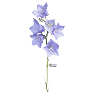 大花风铃草种子室内外盆栽庭院花坛四季播多年生小野花花卉种孑