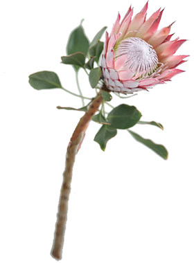 南非粉帝王花鲜花进口花材