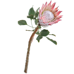 南非粉帝王花鲜花云南直发室内水培插花进口花材新娘手捧花鲜切花