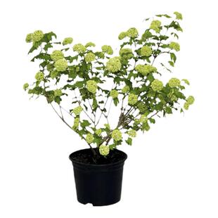 塔莎的花园中华木绣球花欧洲木绣球阳台盆栽树苗大苗白色斗球麻球