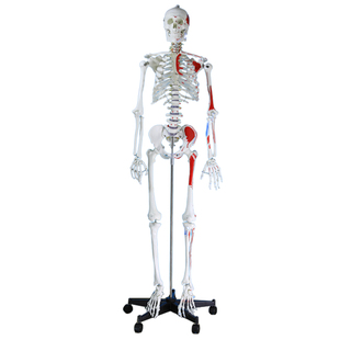 人体骨骼模型45 85 170CM骨架模型脊柱脊椎模型 医用骨骼骷髅标本