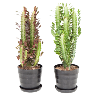 龙骨植物盆栽室内观赏霸王鞭仙人掌量天尺盆景玉麒麟花卉阳台好活