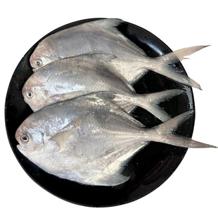 中白鲳鱼新鲜小银鲳鱼鲜活冷冻海鲜水产海捕深海鱼白昌鱼1斤3-4条