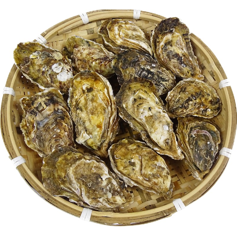 生蚝鲜活特大4斤牡蛎海蛎子