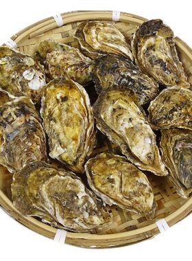 生蚝鲜活特大4斤牡蛎海蛎子