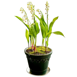 进口德国铃兰花苗种球宿根带芽耐寒当年开花室内耐荫浓香花卉盆栽