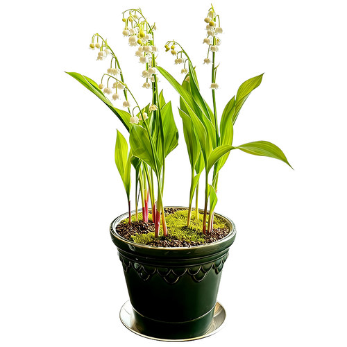 进口德国铃兰花苗种球宿根带芽耐寒当年开花室内耐荫浓香花卉盆栽