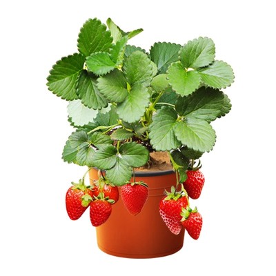 草莓苗盆栽奶油红颜特大号