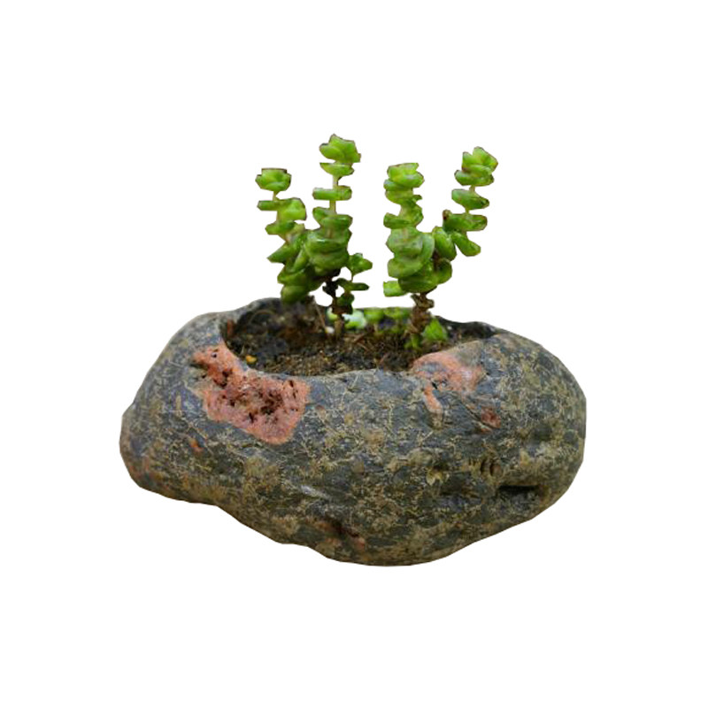石头花盆天然水培多肉植物铜钱