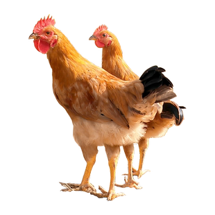 凤源祥正宗皖南童子鸡散养小公鸡新鲜现杀走地鸡未打鸣草鸡