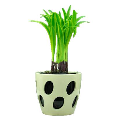 金边麦冬草庭院地被植物开紫色花