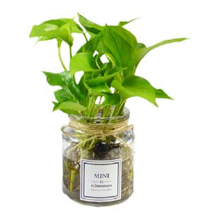 水培植物绿萝黄金葛办公室内窗台四季好养水养除甲醛房防辐射绿植