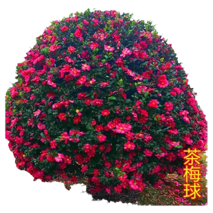 茶梅花苗树苗茶梅球茶花盆栽冬茶梅盆栽四季带花苞庭院耐寒带花苞