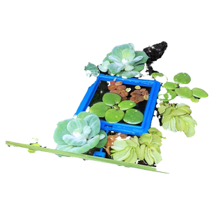 鱼缸造景肚兜浮萍水草圆心萍槐叶萍红毛丹水边水草活体造景装饰