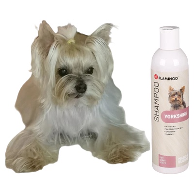比利时fl约克夏犬专用洗护垂顺亮