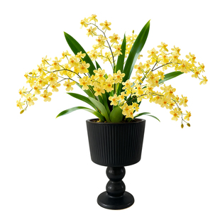 文心兰带花苞盆栽梦香兰浓香水绿植轻奢高级感桌面植物四季好养活