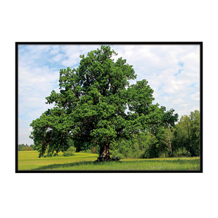 一颗参天大树风景长方形横向进门入户玄关防水铝合金装饰晶瓷挂画