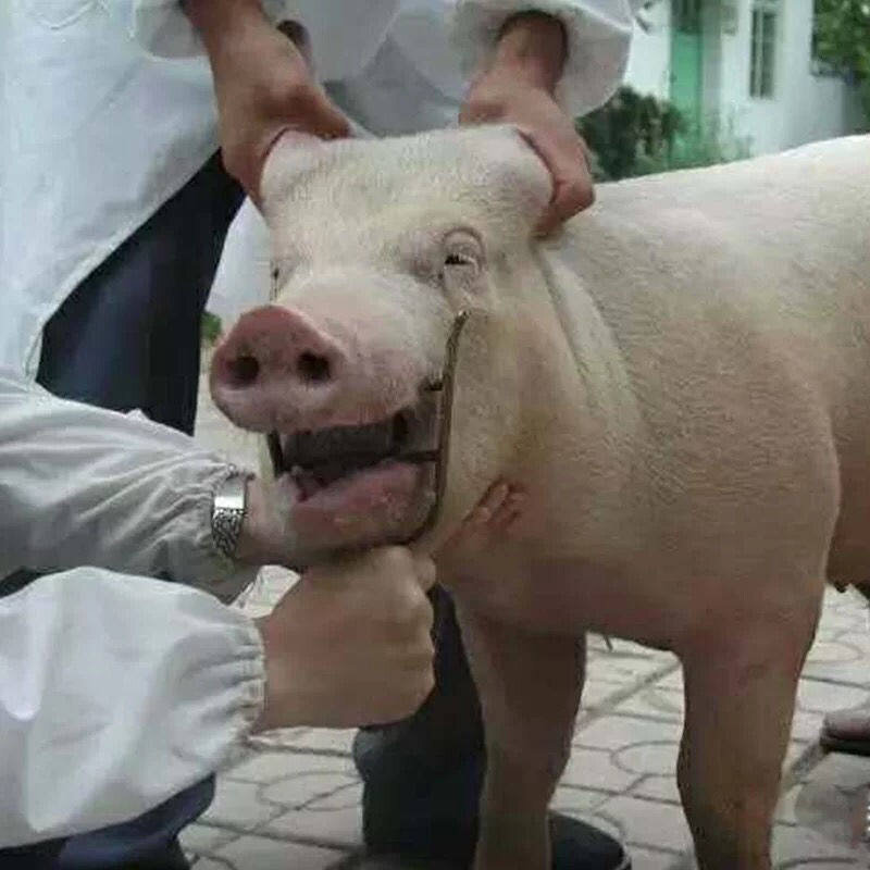 兽用开口器牛用开口器 兽用灌药器 金属动物开支器牛马羊猪开口器