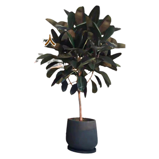 黑金刚橡皮树客厅大盆栽绿植真树室内老桩大型落地花盆植物好养活