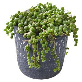 佛珠情人泪吊兰包邮带盆发货 悬挂垂吊多肉植物 室内阳台趣味美观