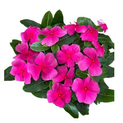 长春花盆栽带花苞发货多季开花