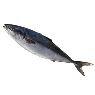 黄金大鲅鱼12-24斤整条新鲜深海鱼饺子馅非马鲛鱼春节送人礼盒装