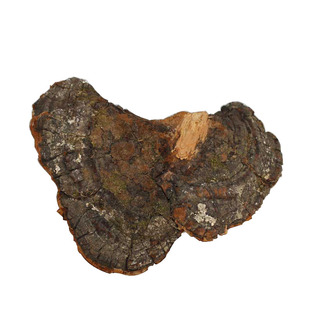 松针层孔菌野生长白山松针灵芝松树桑黄整枝切片打粉林芝250克