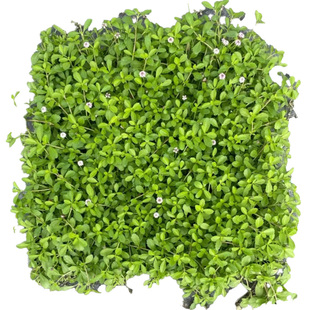 拾园记姬岩垂草坪皮带土耐热四季常青开花耐踩踏庭院绿化地被植物