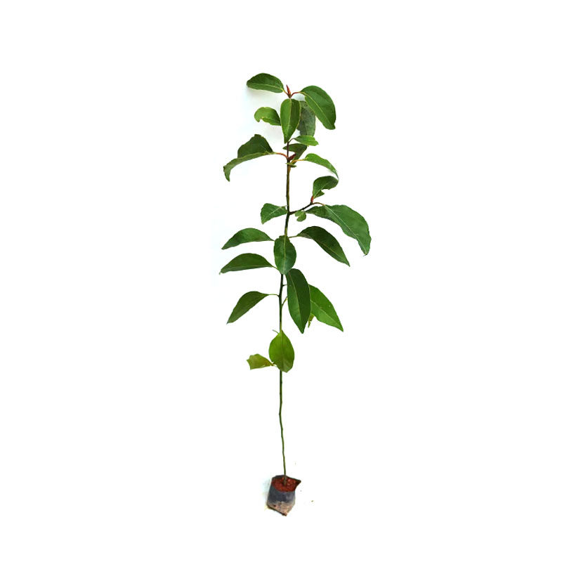 香樟树苗樟树小叶香樟苗绿化苗木