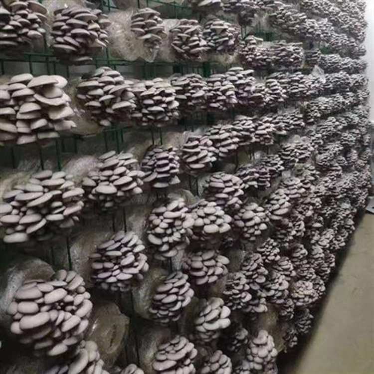 菇房放灵芝的架子架生产种植网片菇厂家平菇方舱出蘑菇香菇