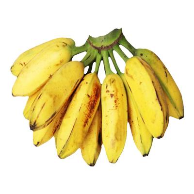 广东高州香蕉芭蕉小米蕉新鲜水果
