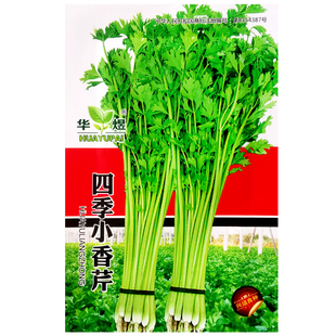 小香芹菜种子四季易种西芹蔬菜庭院阳台盆栽家庭种植香味浓细种籽