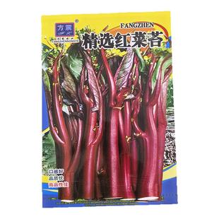 新鲜蔬菜精选红菜苔紫菜苔农家特产红菜心青菜蔬菜红油菜种子