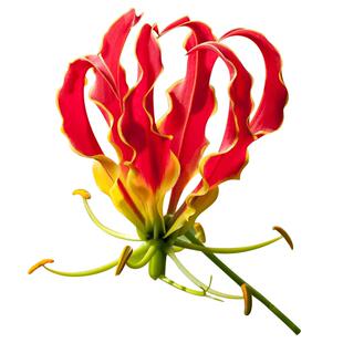 影映嘉兰百合橙色虹越种球多年生藤本花期长耐热植物攀援花卉预售