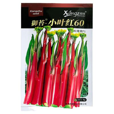 御苔小叶红红油菜薹红菜苔种子