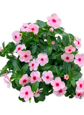 阳台室外庭院植物不断耐晒长春花