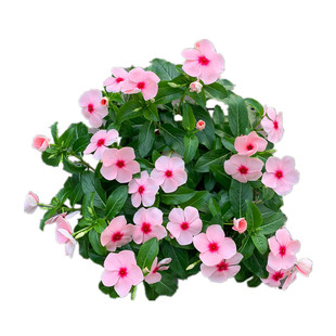 长春花盆栽带花日日春室外阳台庭院植物花期长的花开不断耐热耐晒